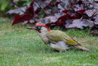 EUROPEAN GREEN WOODPECKER (Picus viridis)